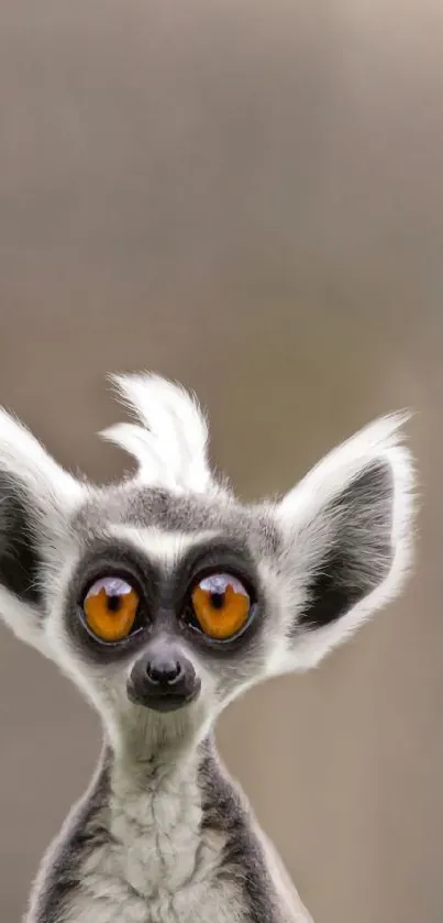 Close-up of a lemur with bright orange eyes.