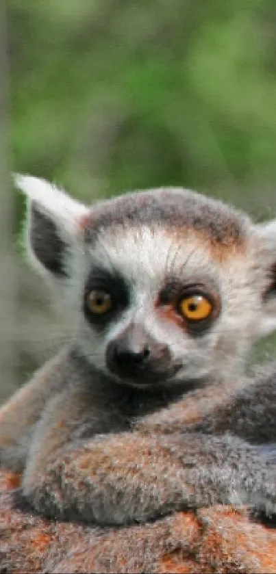 A mother lemur with her baby in a lush green forest setting.