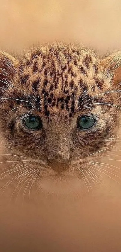 Adorable close-up of baby leopard with striking blue eyes in a tan background.