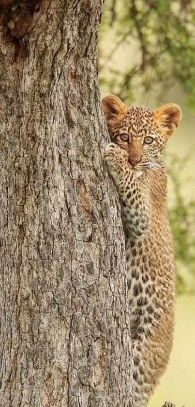 Cute leopard cub peeking from behind tree.