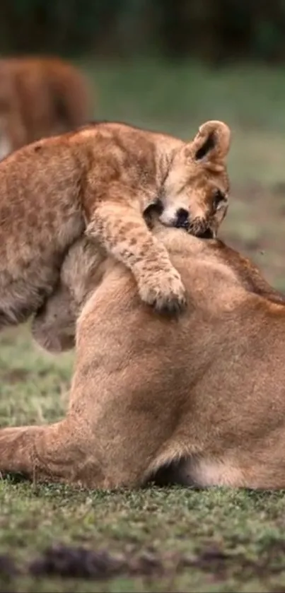 Lion cub snuggling with its mother on a grassy field.