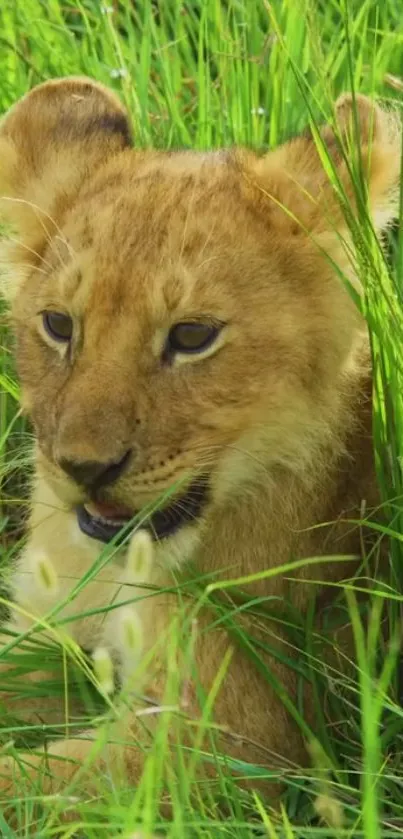 Adorable lion cub nestled in green grass for wallpaper.