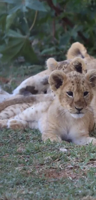 Lion cub lying on grass with foliage in background.