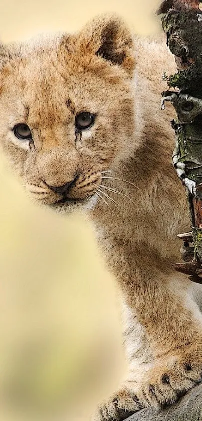 Young lion cub perched on a tree branch in a natural setting.