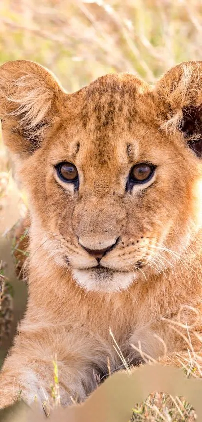 Adorable lion cub resting in the grass.