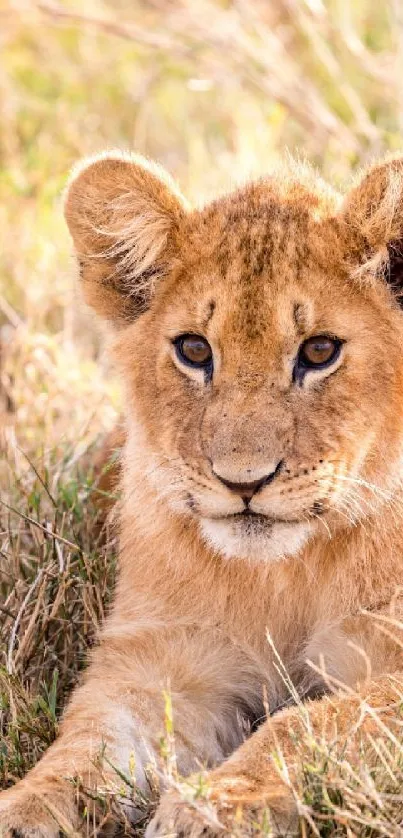 Adorable lion cub resting in natural grass setting.