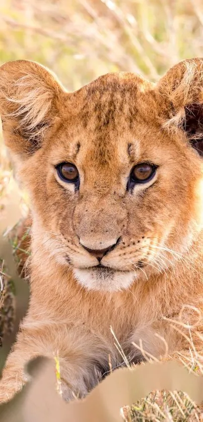 Adorable lion cub resting on grass.