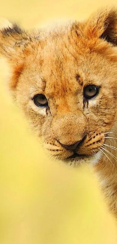 Adorable lion cub on soft yellow background.