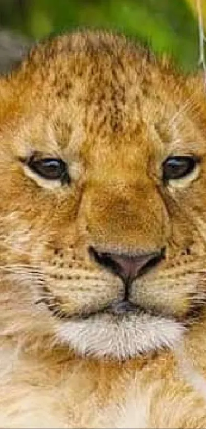 A cute lion cub resting on a rock in a natural setting.