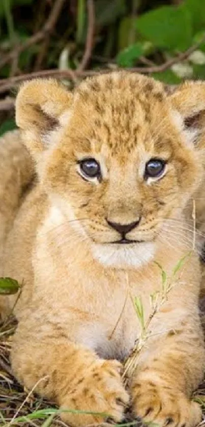 Cute lion cub resting on grass in natural habitat.