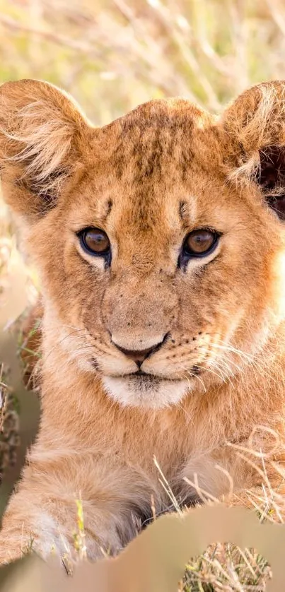 Cute lion cub resting in grass, close-up shot.