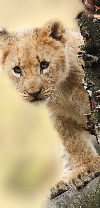 Adorable lion cub peeking from a tree in nature.