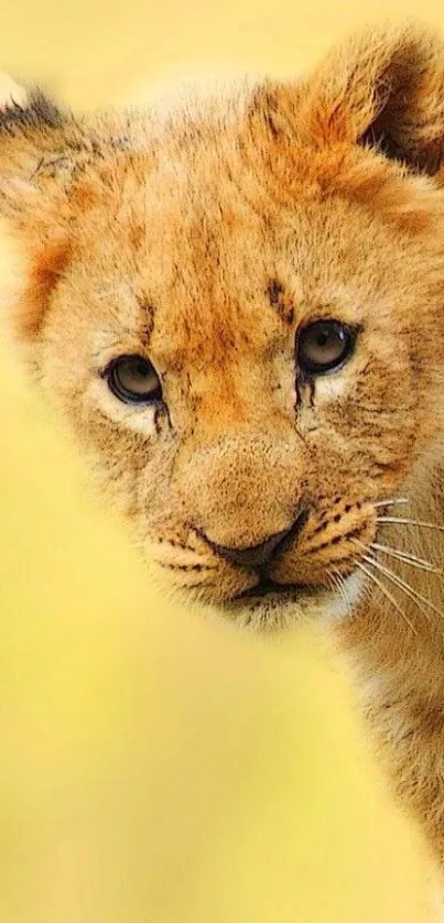 Adorable lion cub with a golden background.