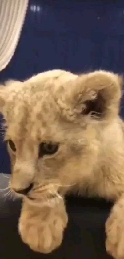 Adorable lion cub leaning on a surface, looking inquisitively.