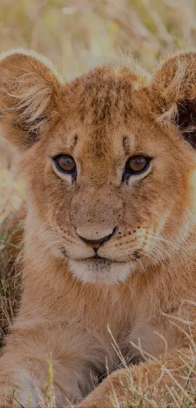 Adorable lion cub resting in grass.