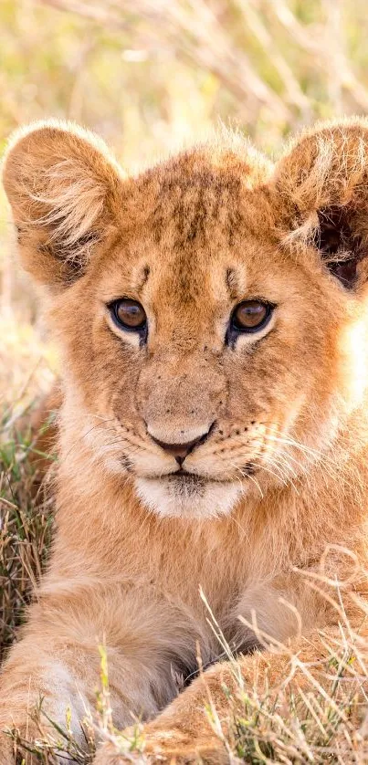 Adorable lion cub resting in the grass, perfect for a nature-themed mobile wallpaper.