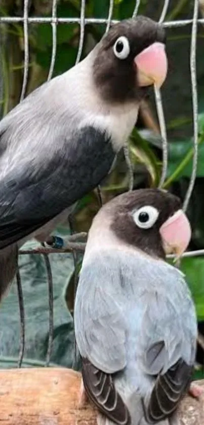 Two adorable lovebirds perched together.