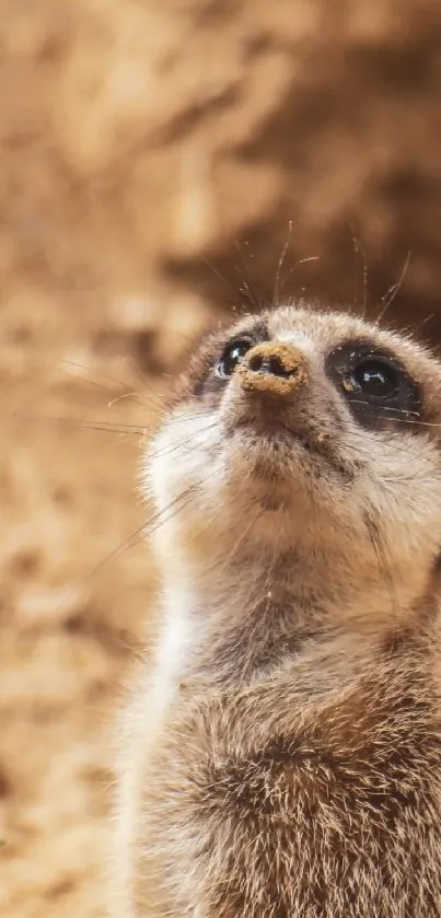 Close-up of a meerkat looking upwards on a natural background.