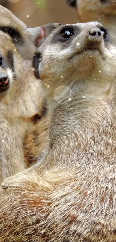 Adorable meerkats basking in sunlight with a sandy background.