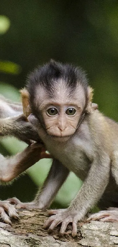 Adorable baby monkey sitting on a tree branch in a lush forest setting.