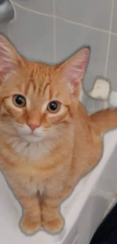 Orange cat sitting in the bathroom, looking adorable and curious.