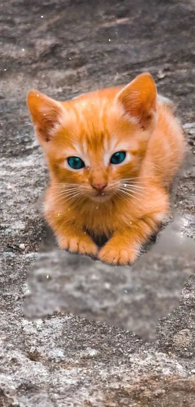 Adorable orange kitten on rocky surface wallpaper.