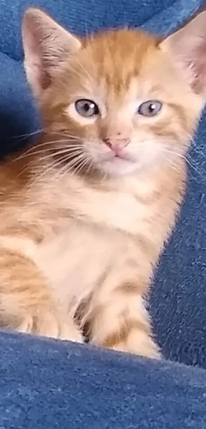 Orange kitten on a dark blue blanket looking curious and adorable.