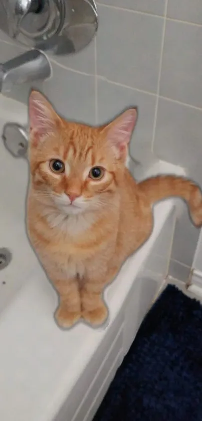 Orange tabby cat sitting on bathtub edge, creating a cute mobile wallpaper.