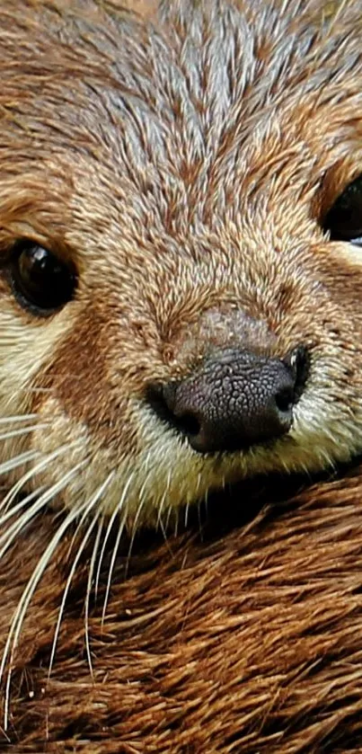 Close-up of a cute otter's face with detailed brown fur.