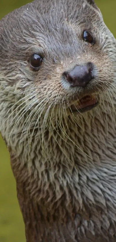 Close-up of a curious otter against a green background.