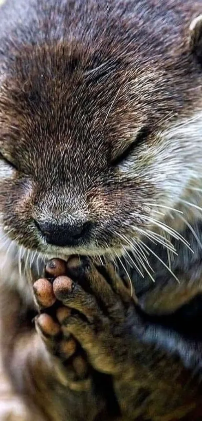 Adorable otter in prayer pose, ideal for calming mobile wallpaper.