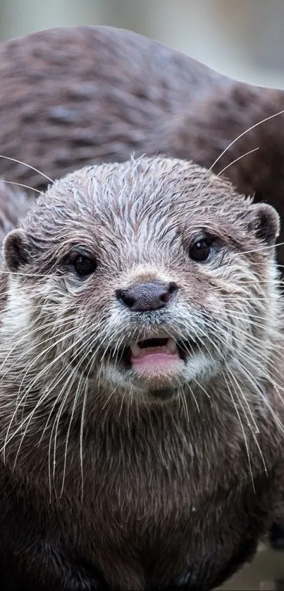 Close-up of a cute otter with wet fur looking into the camera.