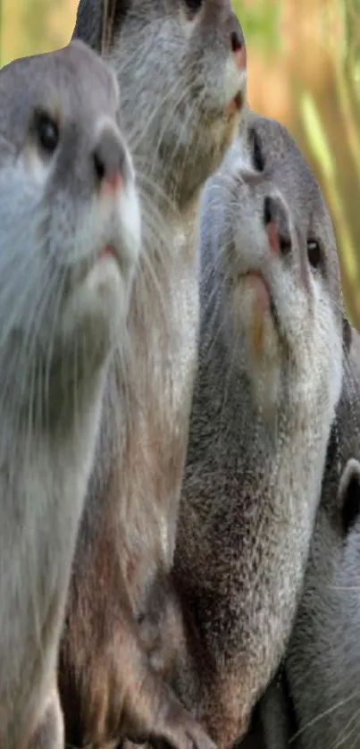 Wallpaper with a group of cute otters.