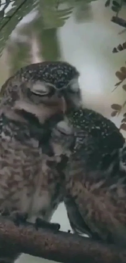 Two affectionate owls perched together in a green forest setting.