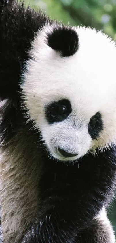 Panda climbing a tree in a forest.