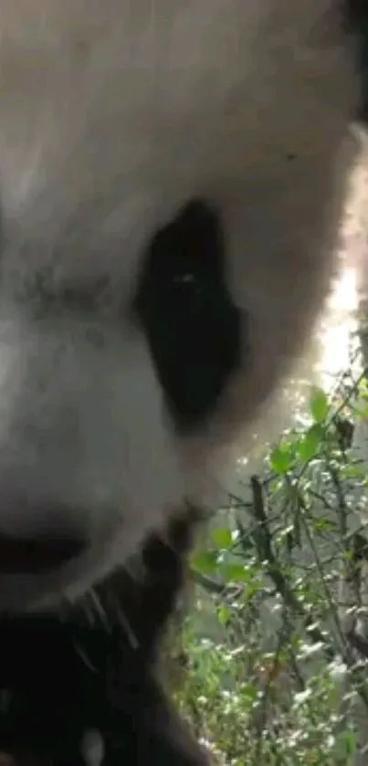 Close-up of an adorable panda in a lush green forest setting.