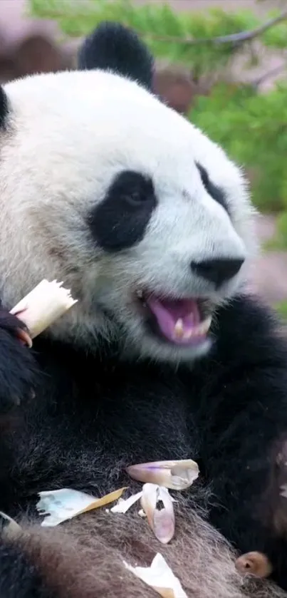 Panda eating bamboo amidst lush greenery.