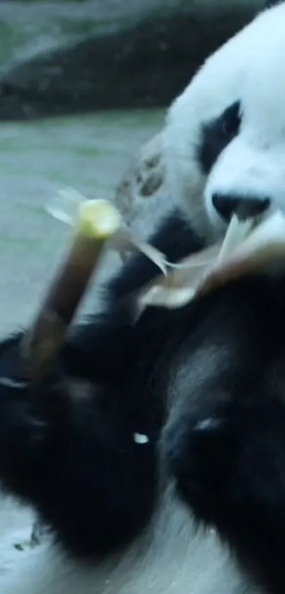 Cute panda munching on bamboo, natural setting.