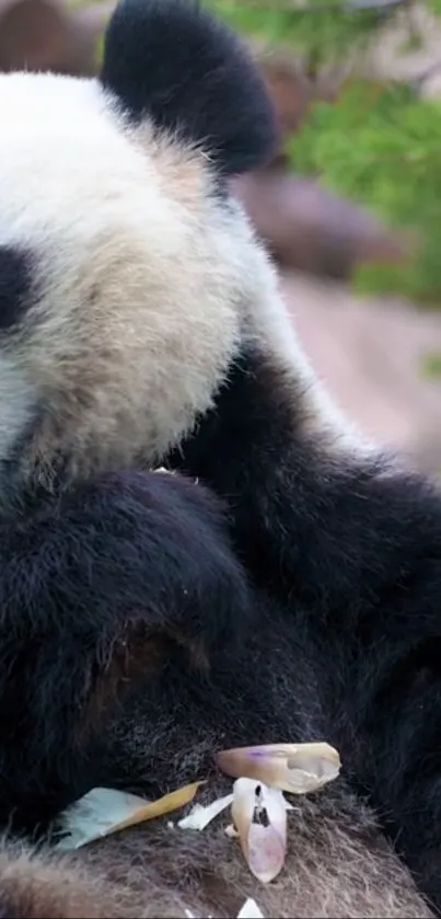 Panda enjoying bamboo in a serene background.