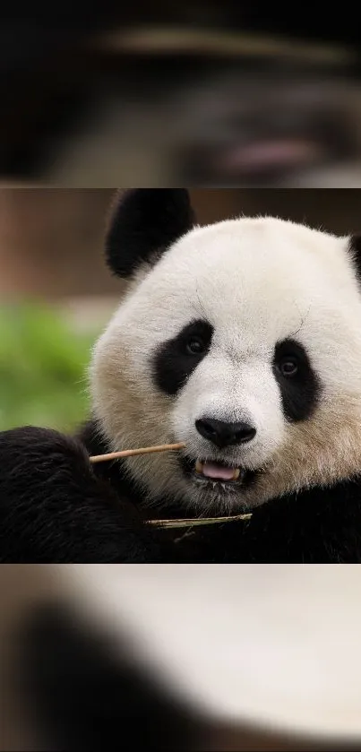 Adorable panda chewing on bamboo in this cute wallpaper.