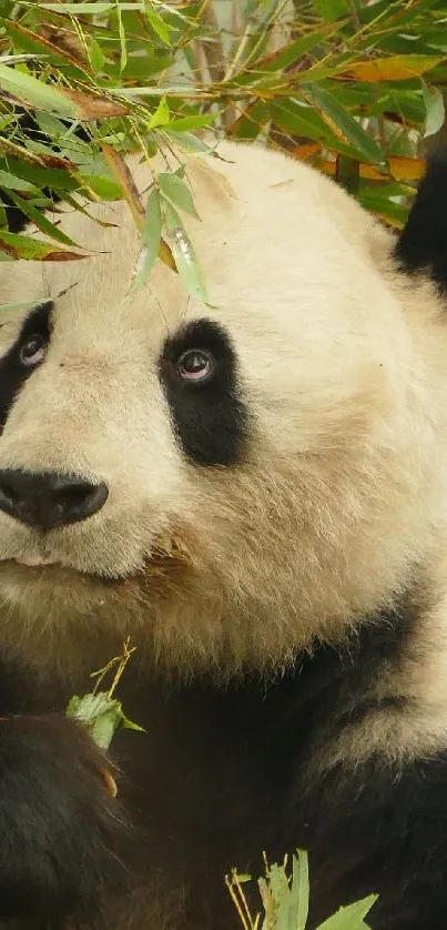 Panda surrounded by lush bamboo leaves in a tranquil setting.