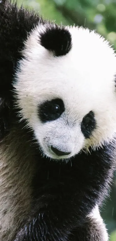 Adorable panda climbing a tree in a lush green forest.