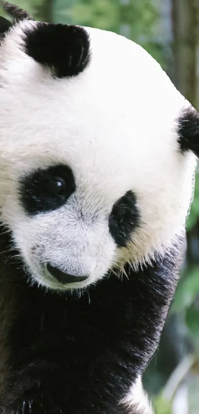 Adorable panda with black and white fur in a lush green background.