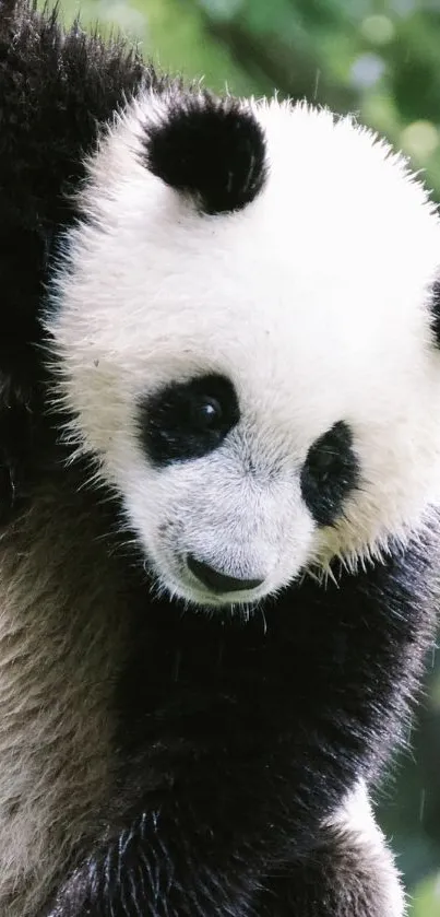 Adorable panda climbing a tree in lush green forest.