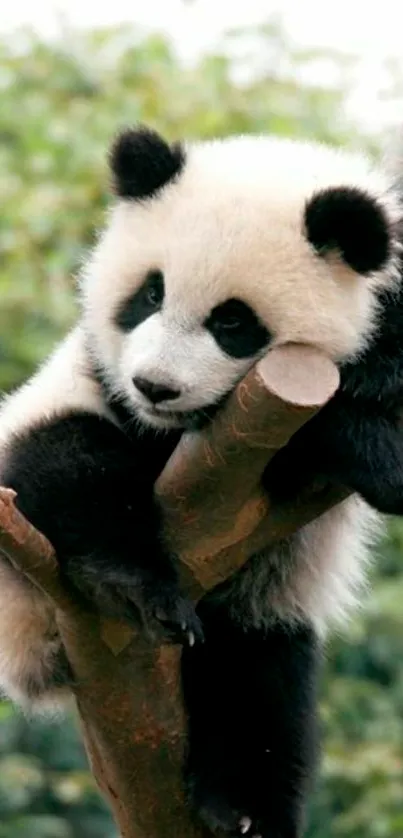 Adorable panda resting on a tree branch amidst nature.