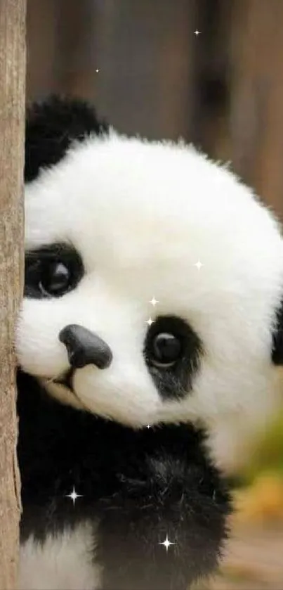 Adorable panda peeking around a tree.