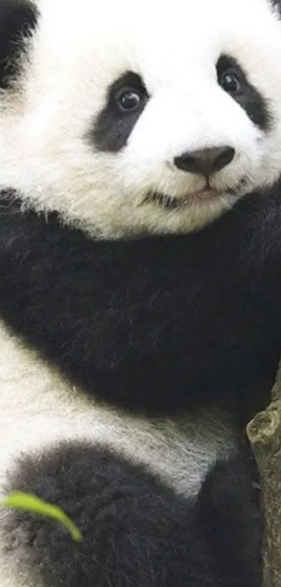 Adorable panda climbing a tree, perfect for phone wallpaper.