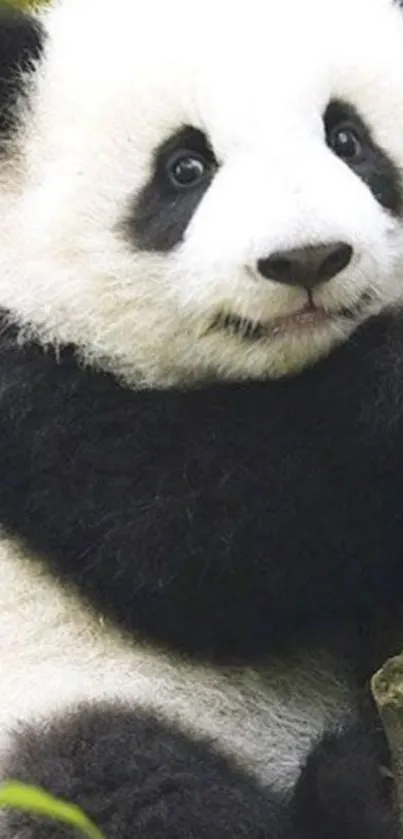 Adorable panda cub hugging a tree.