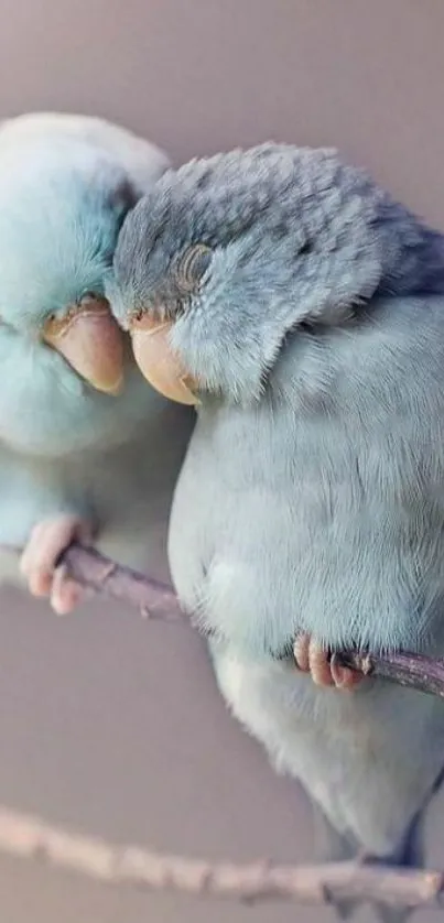 Two adorable parrots gently cuddling on a branch, showcasing soft pastel blues.