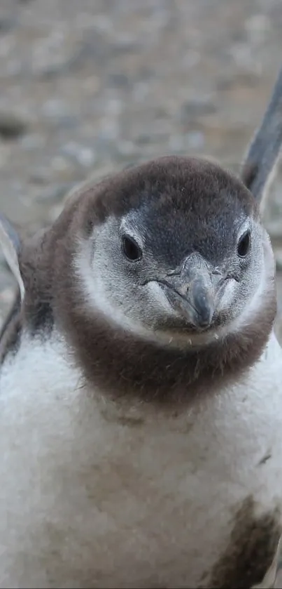 Adorable penguin on rocky background wallpaper.